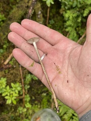 Phaeonematoloma myosotis
