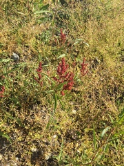 Rumex triangulivalvis