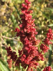 Rumex triangulivalvis