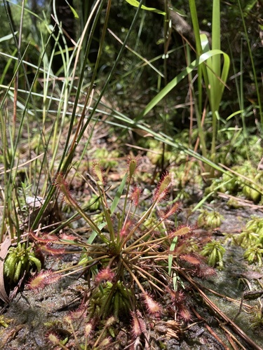 Drosera intermedia image