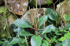 Peperomia obtusifolia