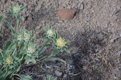 Pyrrocoma carthamoides