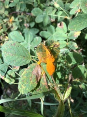 Phragmidium tuberculatum