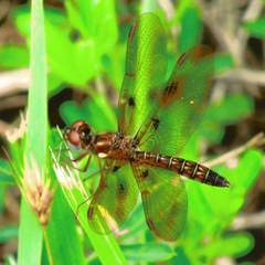 Perithemis tenera