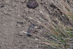 Danthonia unispicata