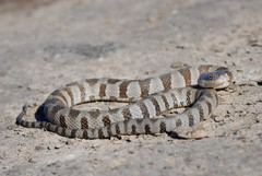 Nerodia sipedon insularum