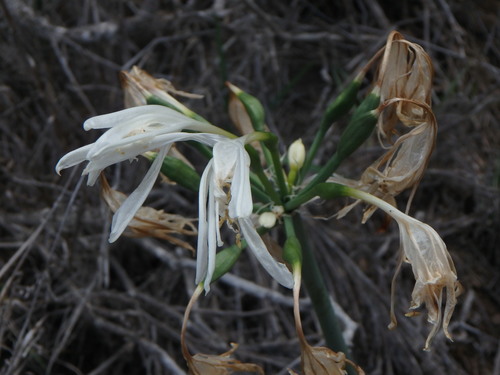 Image of Pancratium canariense by (c) Daniel Cahen, some rights reserved (CC BY)