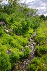 Floerkea proserpinacoides