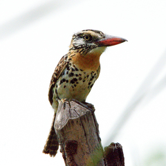Caatinga Puffbird photo 5