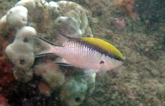 Chromis nitida