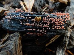 Myxomycetes