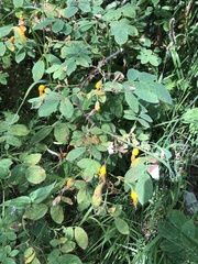 Phragmidium tuberculatum