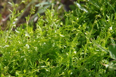 Floerkea proserpinacoides