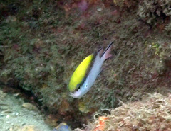 Chromis nitida
