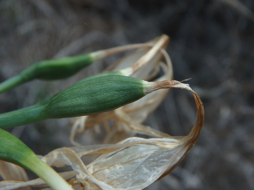 Image of Pancratium canariense by (c) Daniel Cahen, some rights reserved (CC BY)