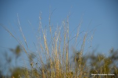 Stipa lagascae