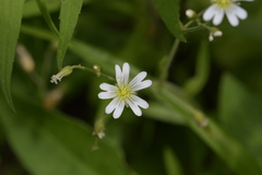 Cerastium velutinum