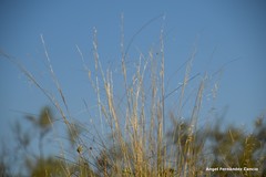 Stipa lagascae