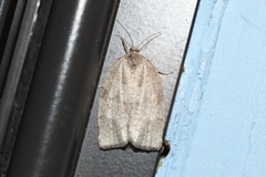 Choristoneura conflictana