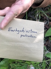 Eurhynchiastrum pulchellum