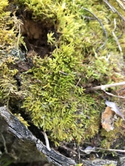 Eurhynchiastrum pulchellum