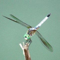 Pachydiplax longipennis