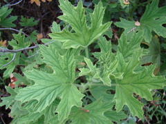 Pelargonium citronellum
