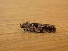 Barea melanodelta