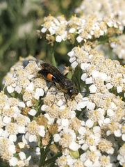 Stizoides renicinctus