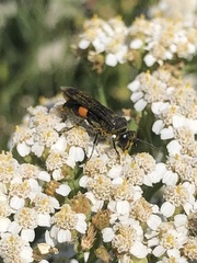Stizoides renicinctus