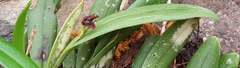 Stelis retusa