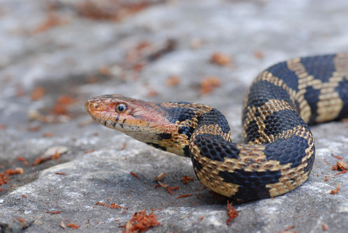 Eastern Foxsnake, photo 8 of 10