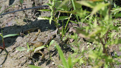 Nerodia sipedon insularum