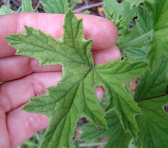 Pelargonium citronellum