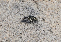 Cicindela latesignata