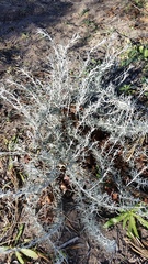 Senecio filaginoides