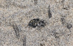 Cicindela latesignata