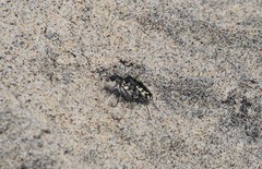 Cicindela latesignata