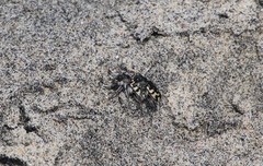 Cicindela latesignata