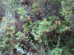 Pelargonium citronellum