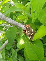Citheronia splendens