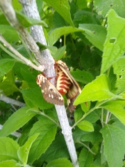 Citheronia splendens