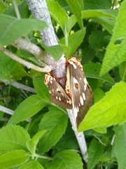 Citheronia splendens