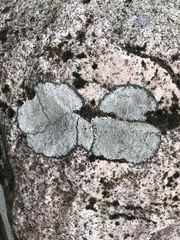 Circinaria caesiocinerea