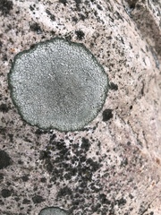 Circinaria caesiocinerea