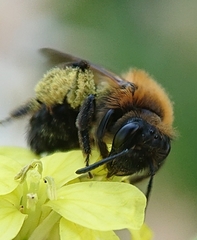 Andrena dorsata