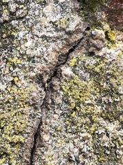 Candelariella xanthostigma