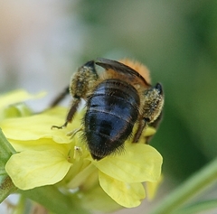 Andrena dorsata