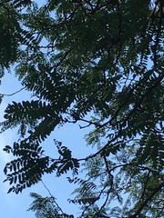 Gleditsia triacanthos