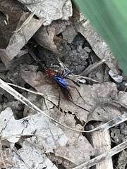 Lissopimpla